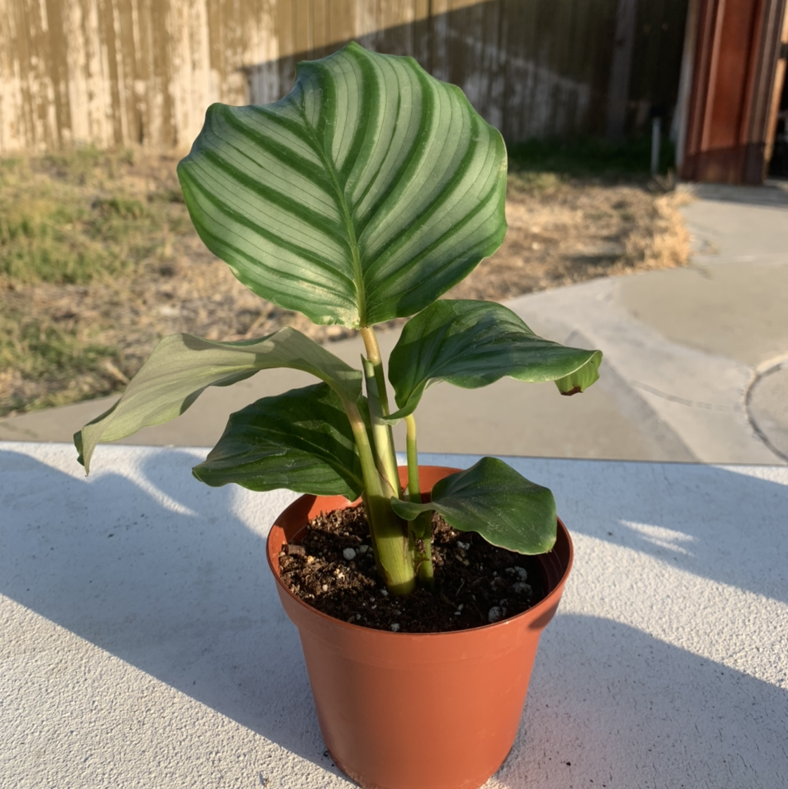 Calathea Orbifolia plant in a small pot with vibrant green leaves and white stripes.