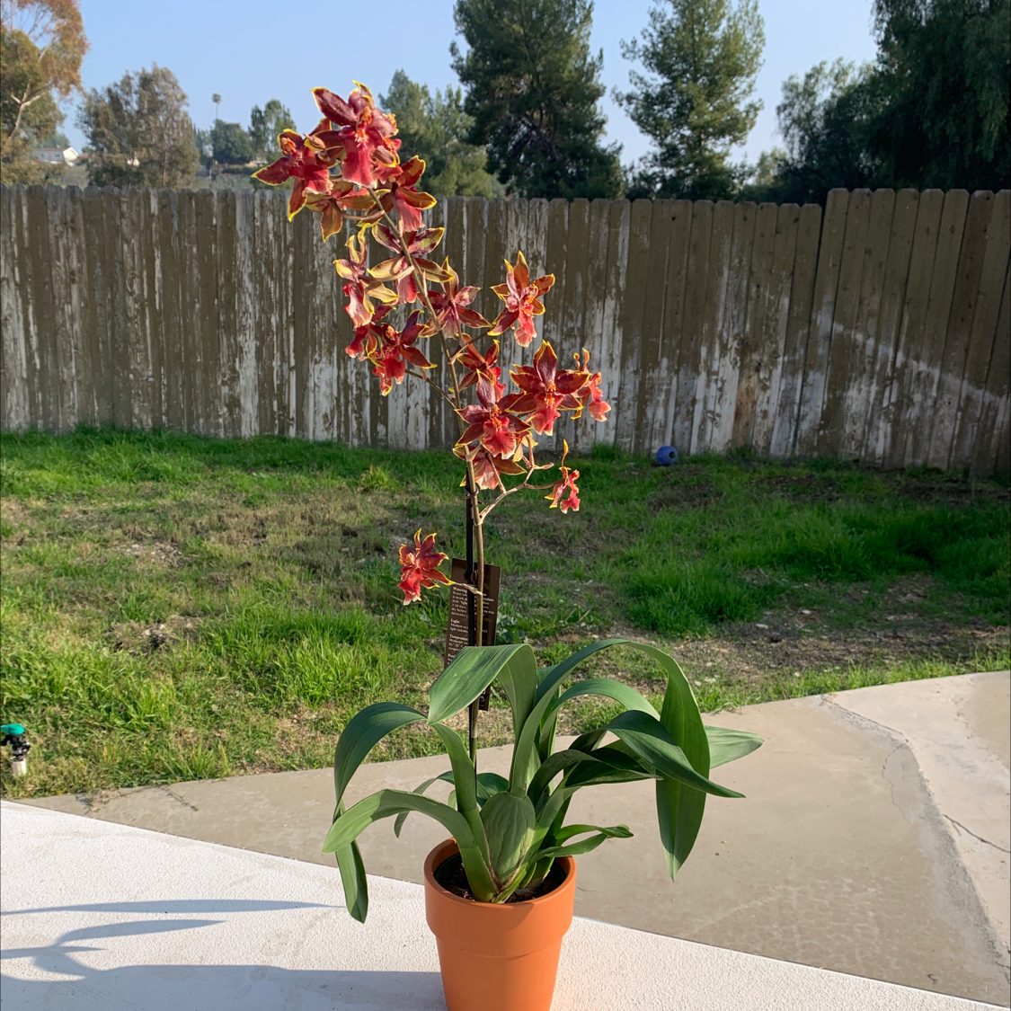 Potted Dancing-Lady Orchid with vibrant flowers and healthy green leaves on a patio.