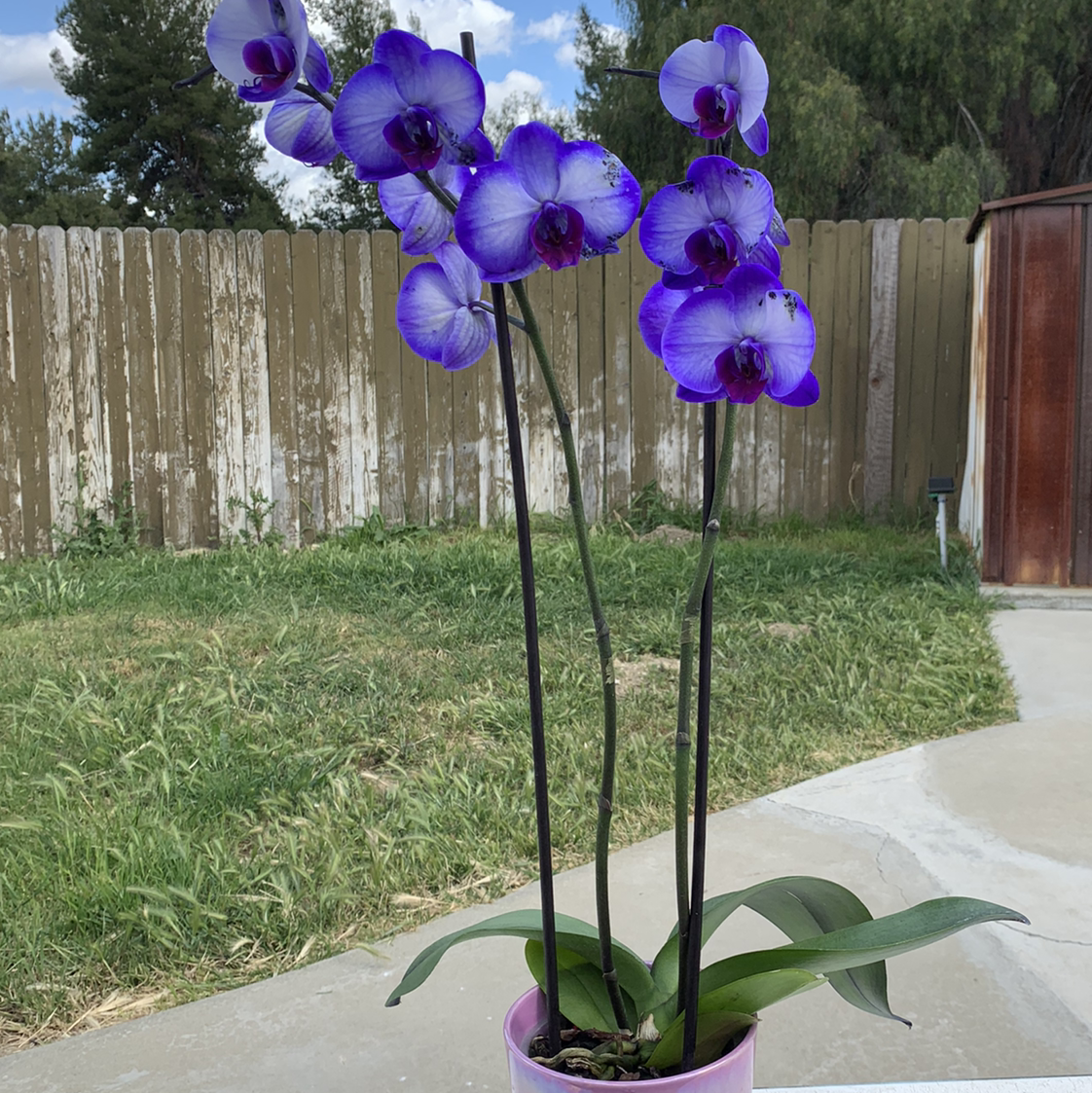 Phalaenopsis Orchid plant photo by @cariyoung named amethyst on Greg, the plant care app.