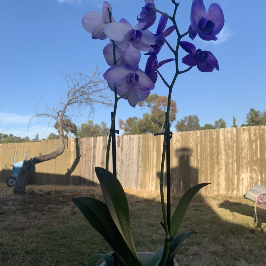 Phalaenopsis Orchid plant photo by @cariyoung named arwen on Greg, the plant care app.