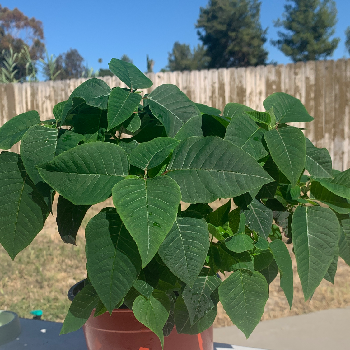 Healthy Poinsettia plant with vibrant green leaves in a red pot, set against a wooden fence.