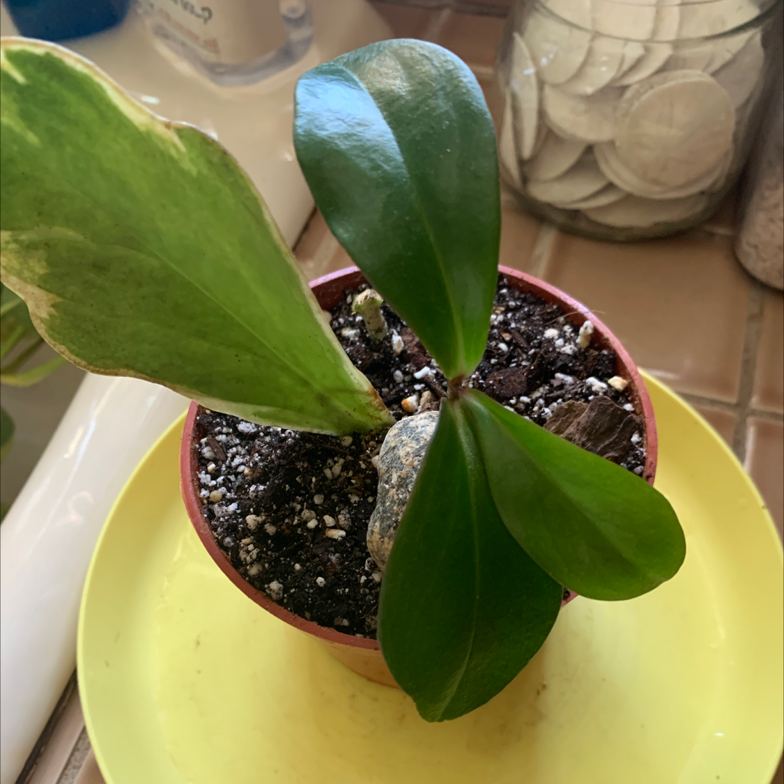 Jelly Peperomia plant in a pot with one leaf showing yellowing and browning.