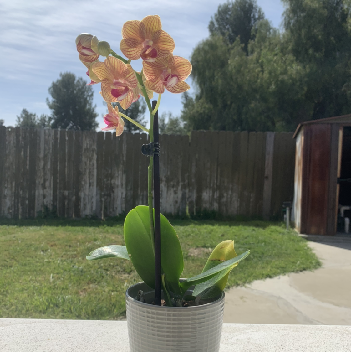 Phalaenopsis Orchid plant photo by @cariyoung named aurora on Greg, the plant care app.