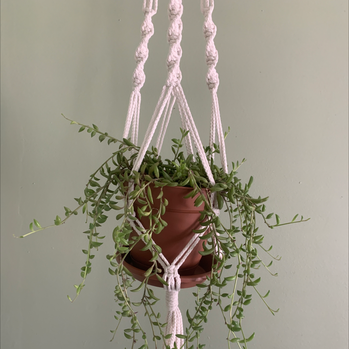 Healthy String of Bananas plant with vibrant green banana-shaped leaves trailing from a pink macrame hanger against a light background.