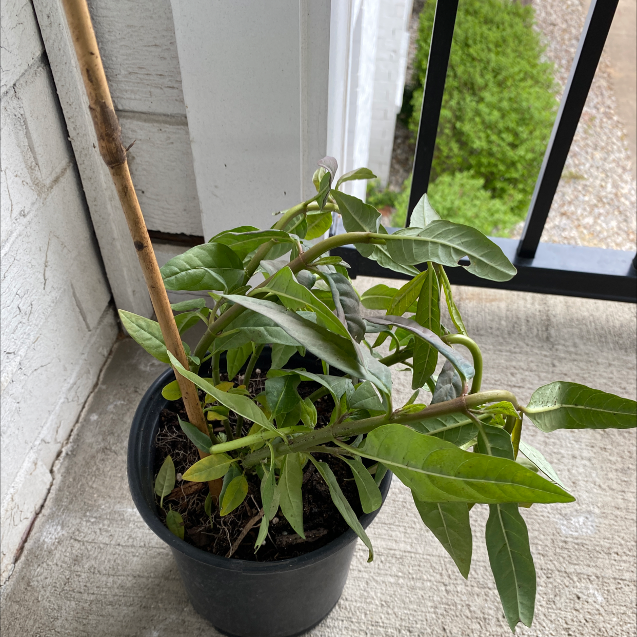 Potted Common Milkweed plant with green leaves, slight yellowing visible.
