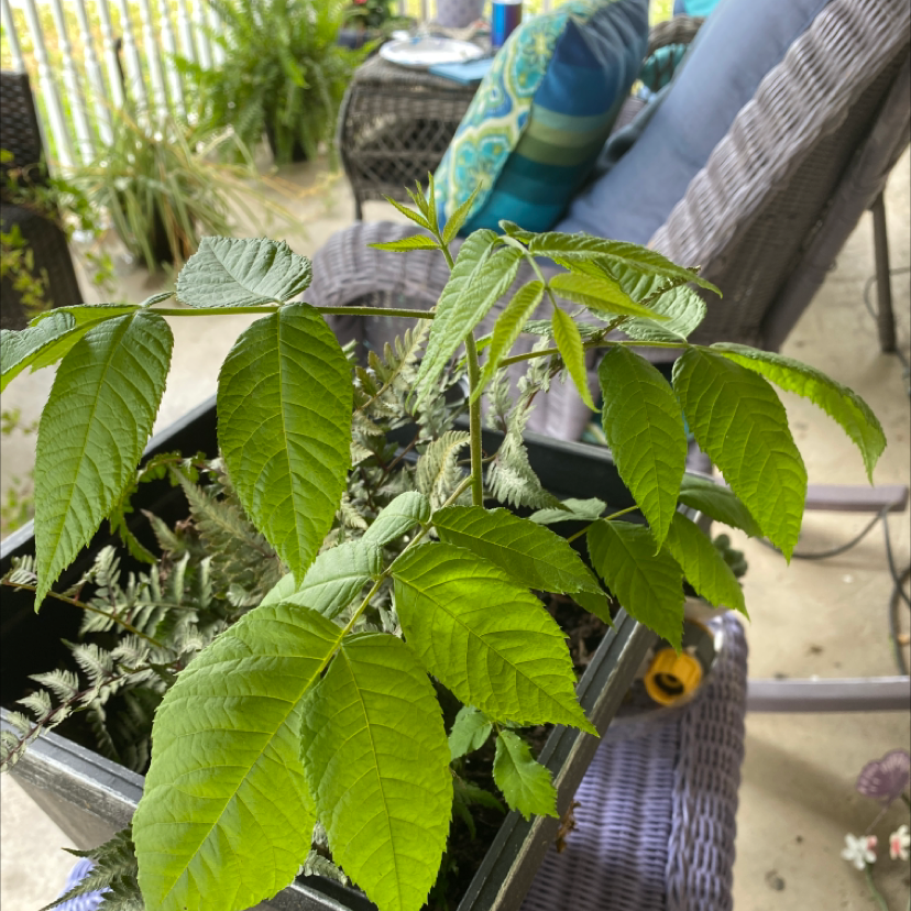 Black Walnut plant in a container with healthy green leaves.