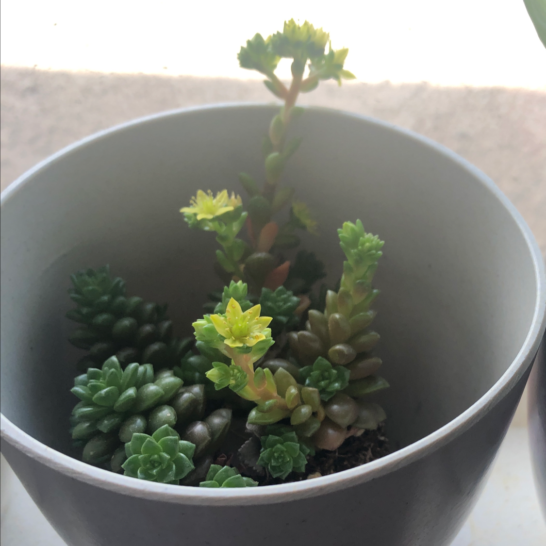 Potted Goldmoss Stonecrop succulent with healthy green leaves.