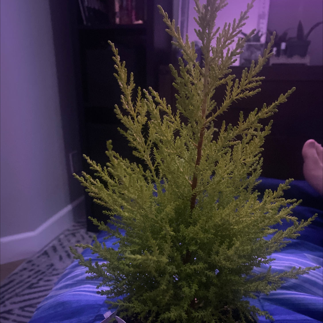Photo of the plant species Hesperocyparis Macrocarpa by Sonya named Pinus on Greg, the plant care app