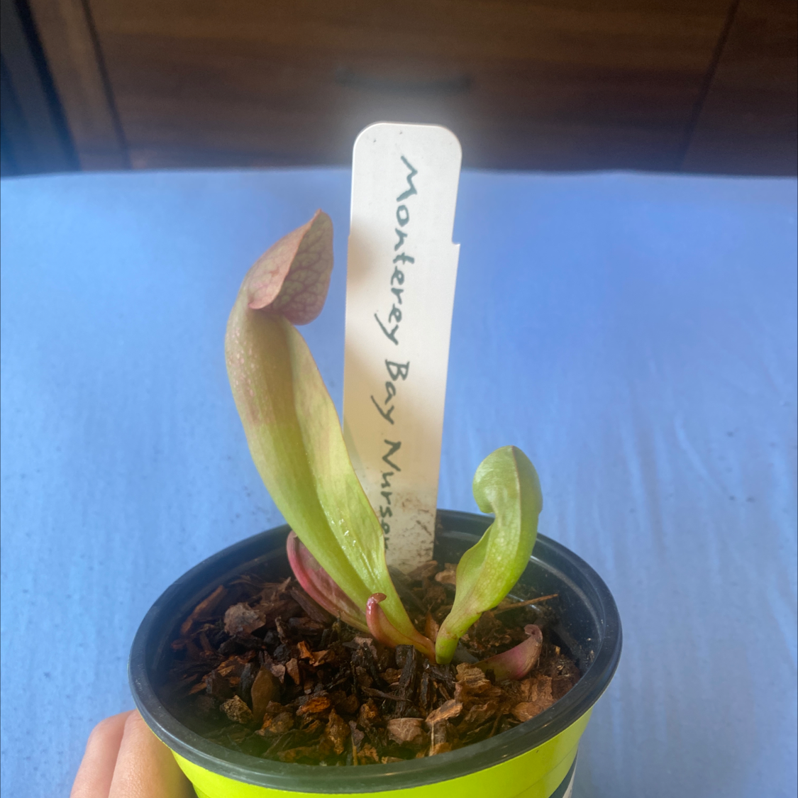 🪰 Should I Repot My Yellow Pitcher Plant And If So, How?