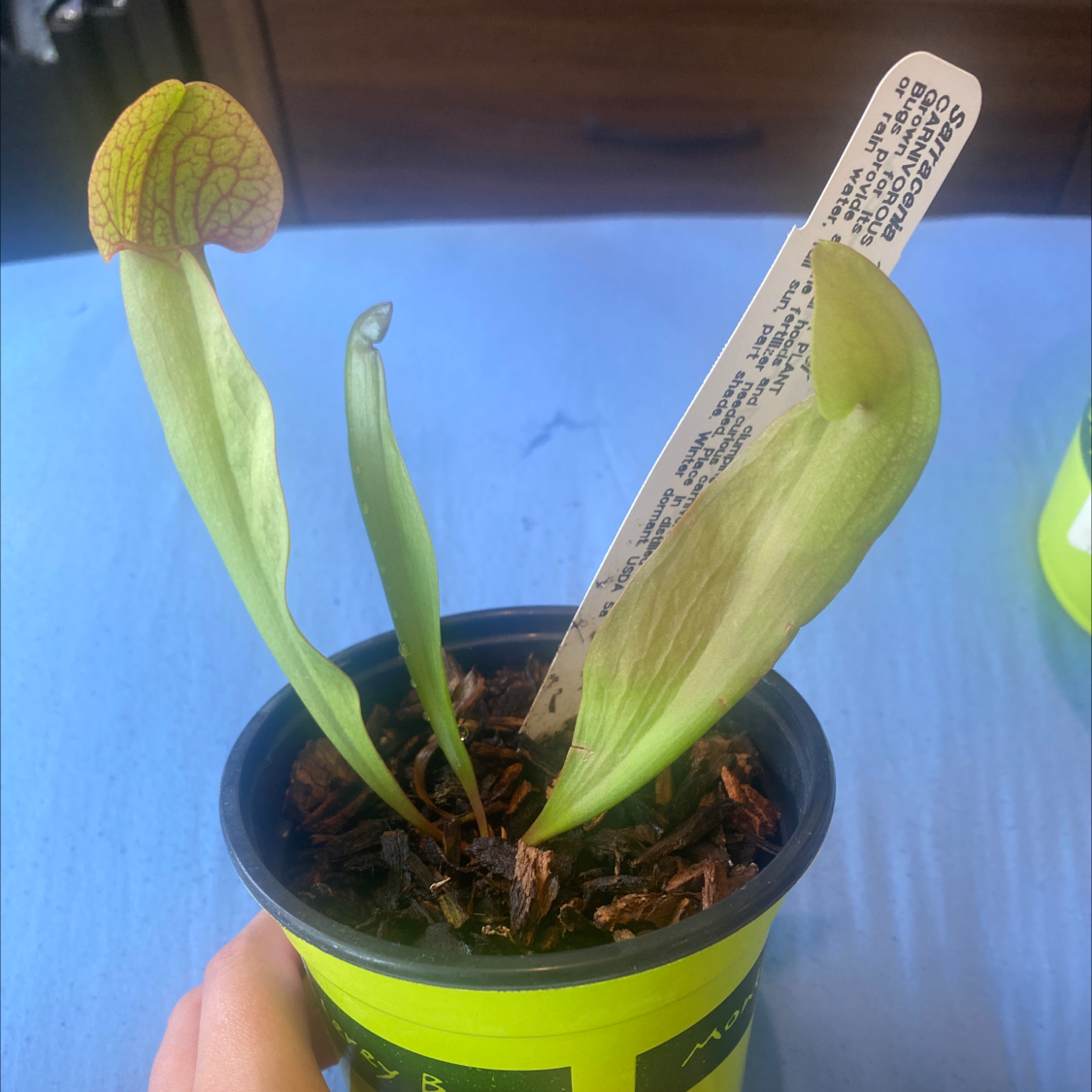 Yellow Pitcher Plant in a pot with visible yellowing and browning leaves.