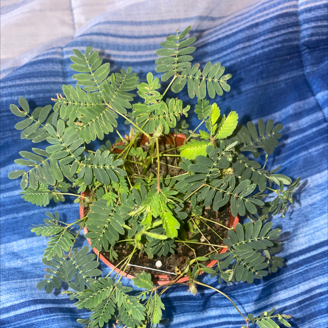 Potted Sensitive Plant (Mimosa pudica) with green, fern-like leaves on a blue background.