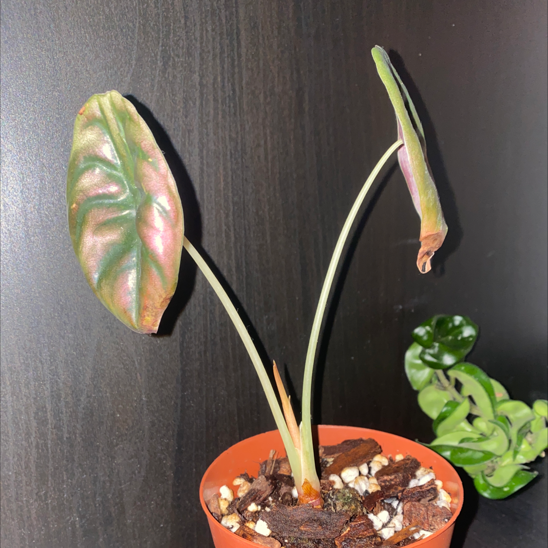 Photo of the plant species Alocasia ‘Red Secret’ by Sonya named Scarlet on Greg, the plant care app