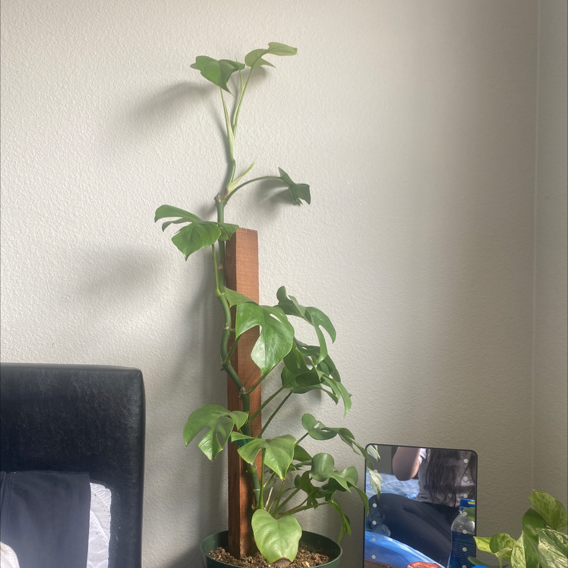 Monstera plant photo by Sonya named Monte on Greg, the plant care app.