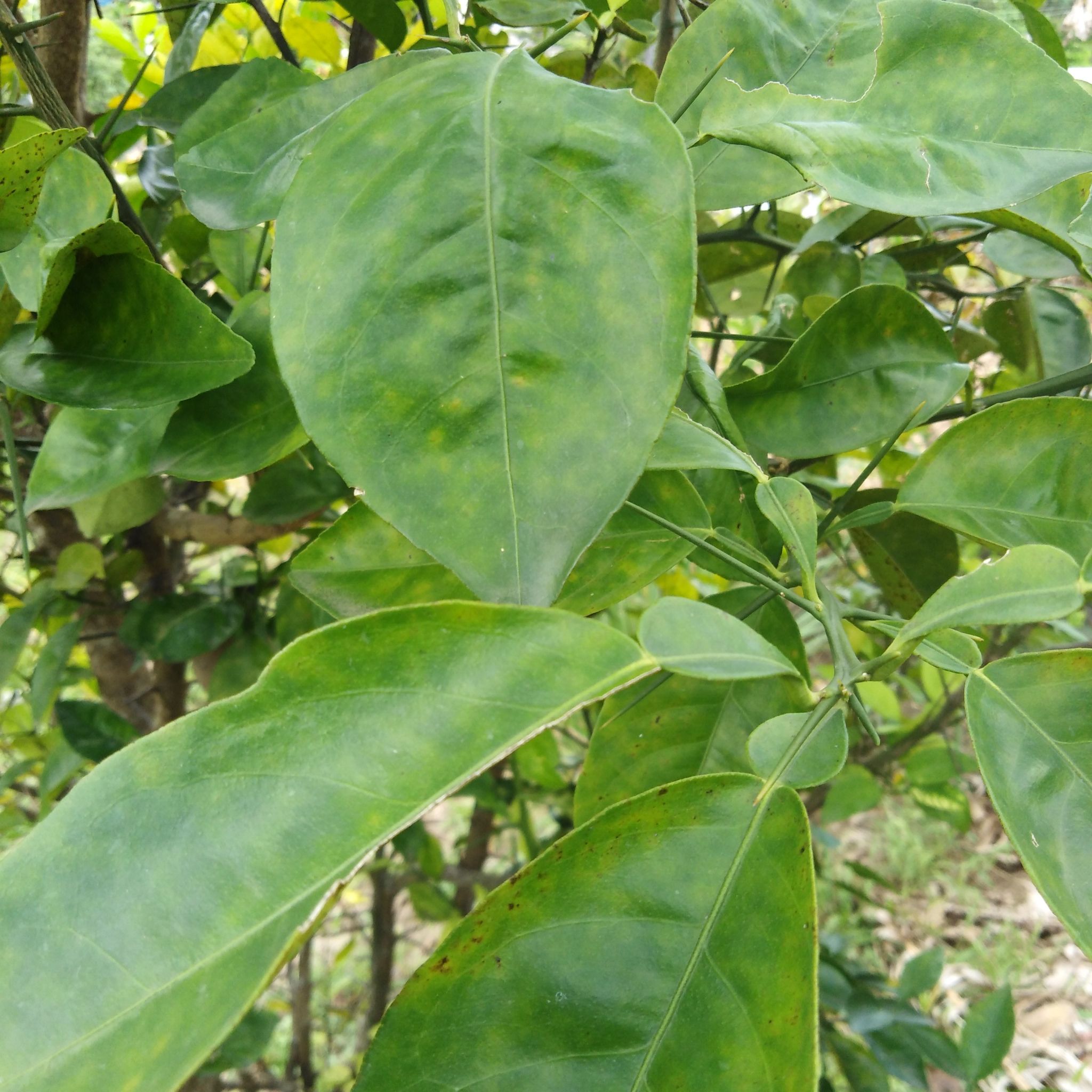 Photo of the plant species Geniostoma rupestre by @SacredBiancini named Marley on Greg, the plant care app