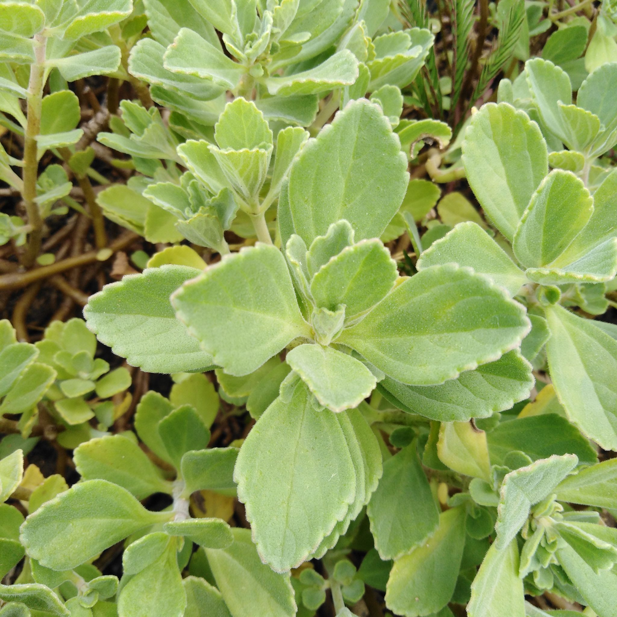 Photo of the plant species Plectranthus Amboinicus by @SacredBiancini named Bieber on Greg, the plant care app