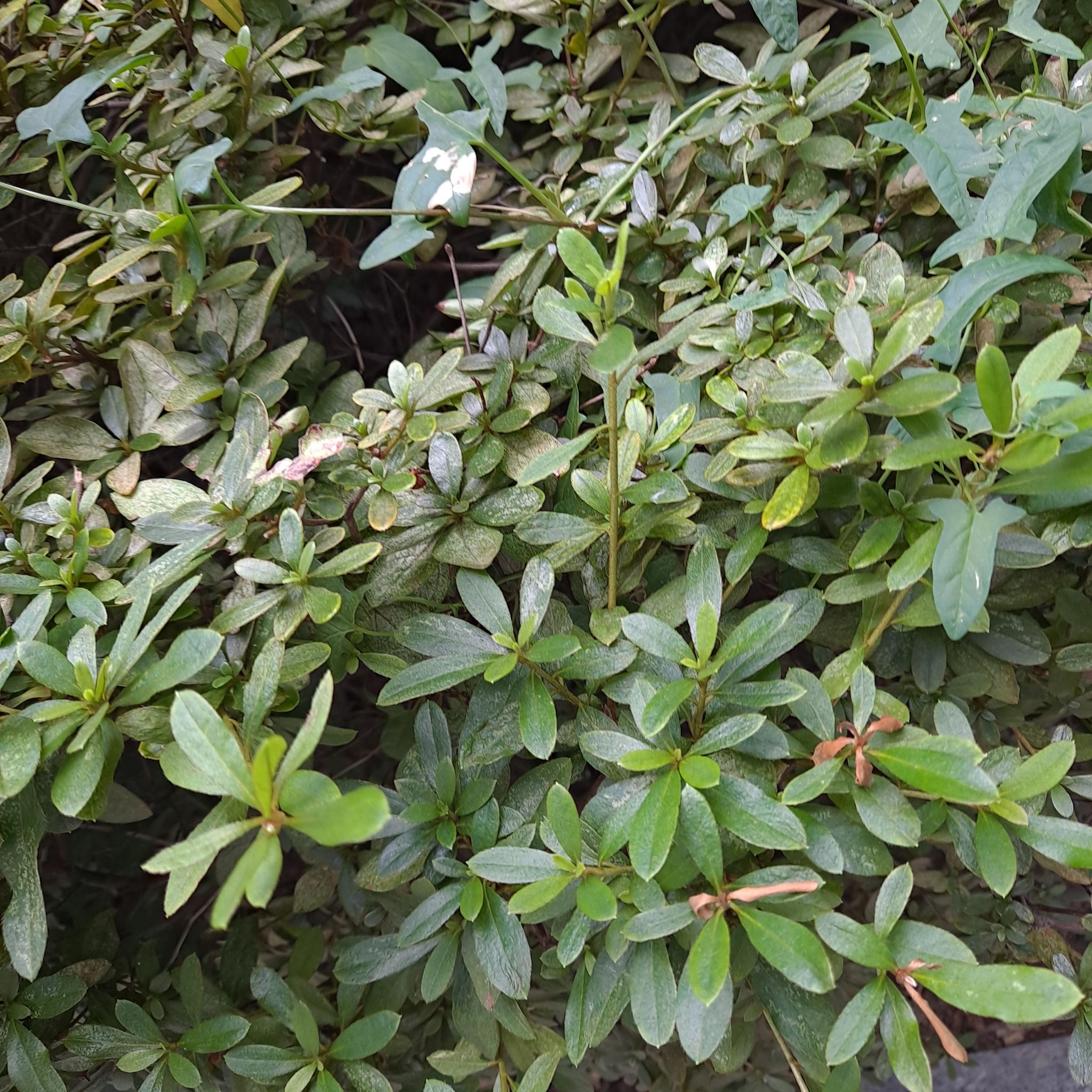Dense cluster of green leaves, typical of Alpenrose, with no visible flowers.