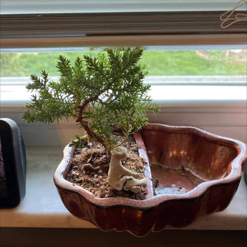 Photo of the plant species Needle Juniper by Candace named Coco on Greg, the plant care app