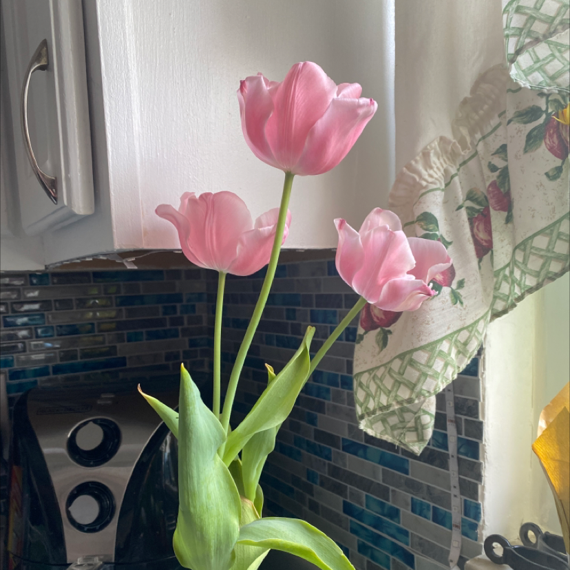 Indoor Garden Tulip with pink flowers near a kitchen counter.