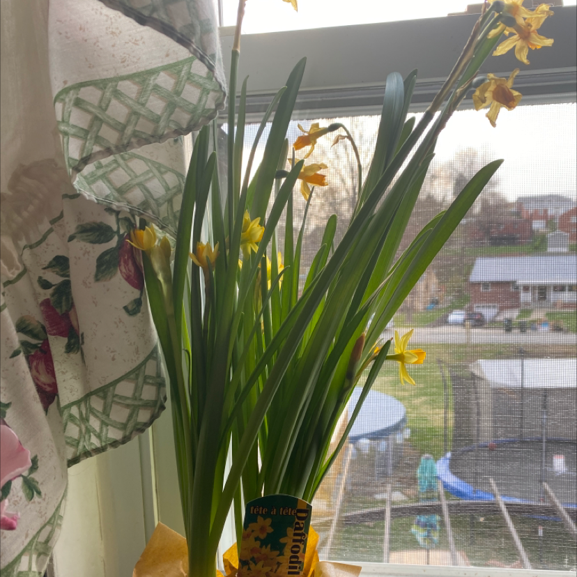 Daffodil plant with yellow flowers near a window.