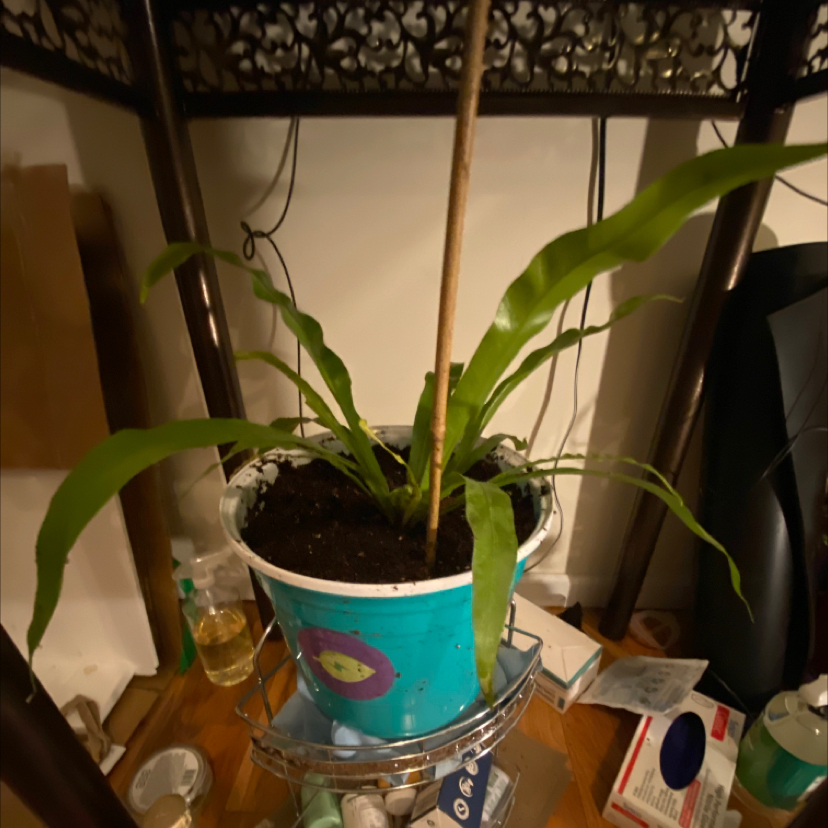 Bird's Nest Fern plant photo by @DYAwn named Eva on Greg, the plant care app.