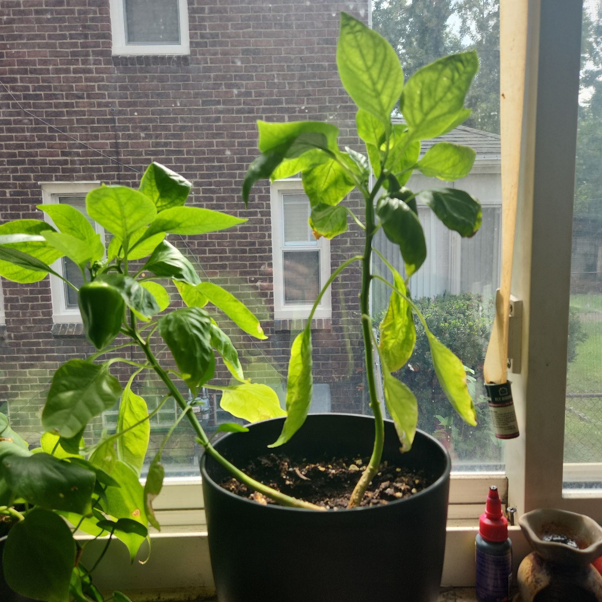 Photo of the plant species Pepper Plant by @TycoonAraceae named Peppa on Greg, the plant care app