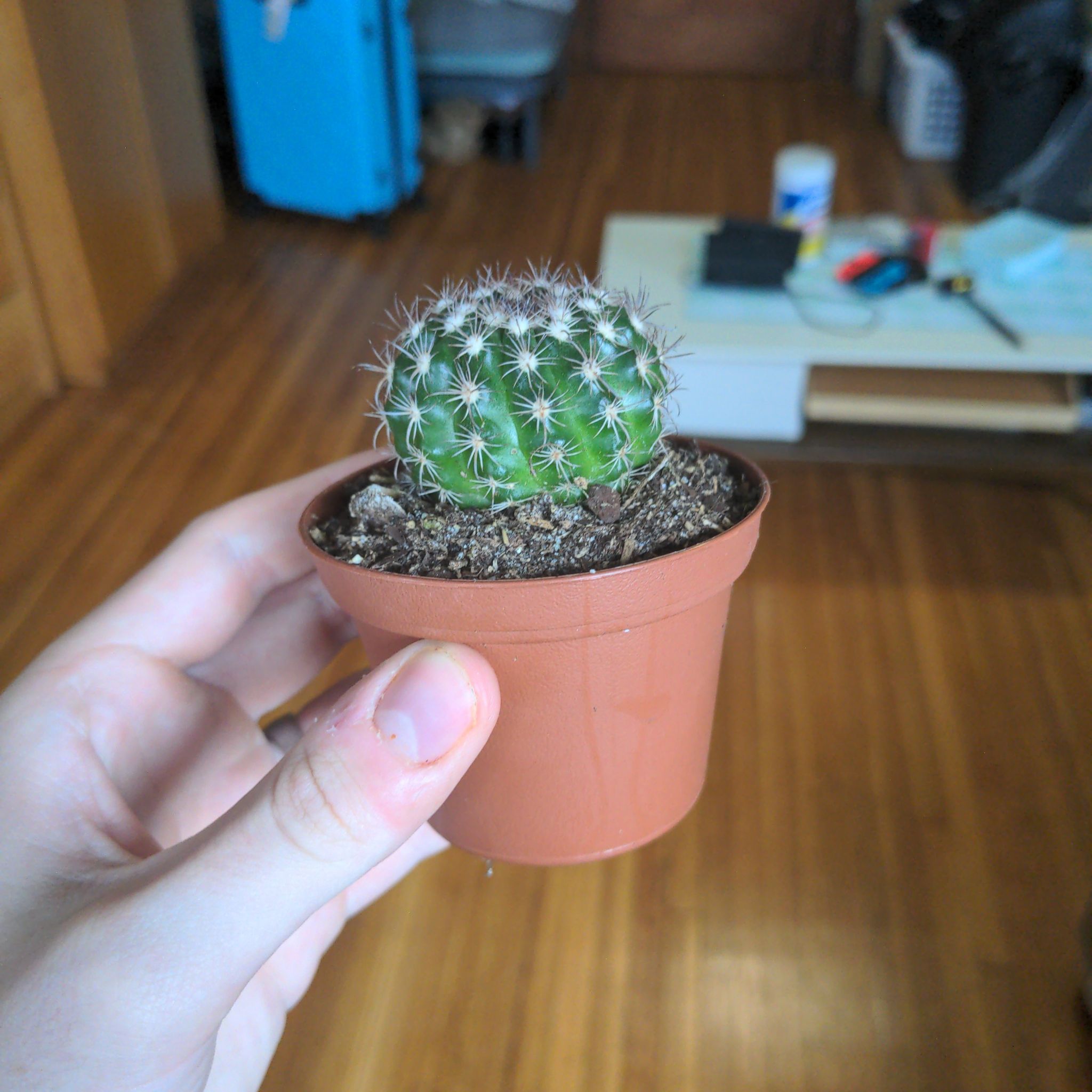 Photo of the plant species Parodia ottonis by @ResponsiveApple named Chuck on Greg, the plant care app
