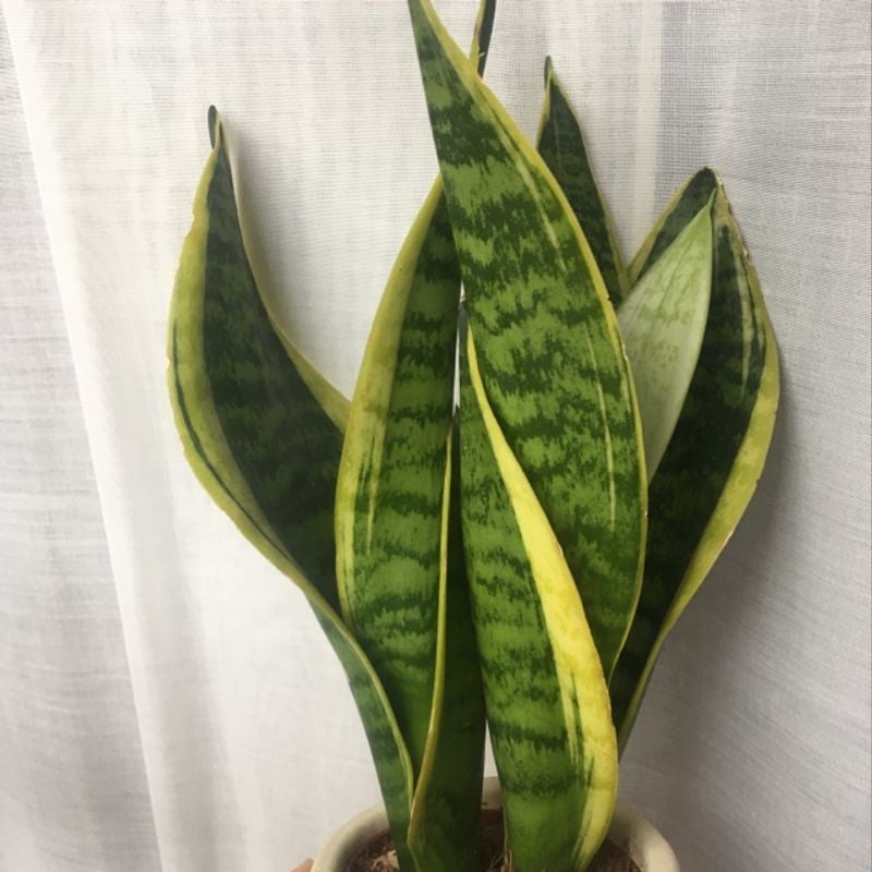 Snake Plant 🟡 Yellow Leaves Solutions
