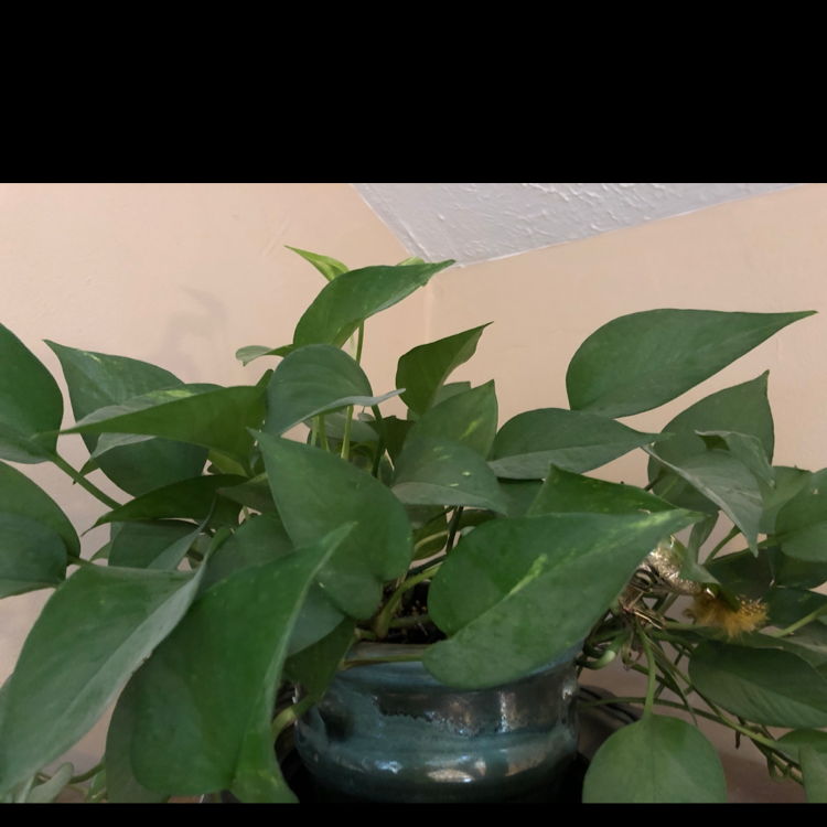 Taro Vine plant photo by @BeeBalm named Pothos on Greg, the plant care app.