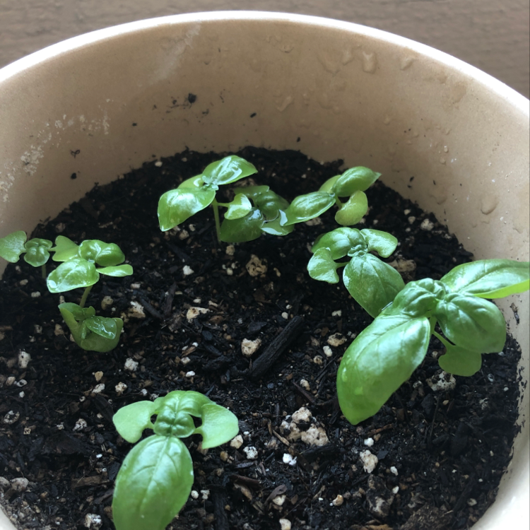 Young Sweet Basil plants in a pot with visible soil, appearing healthy and green.