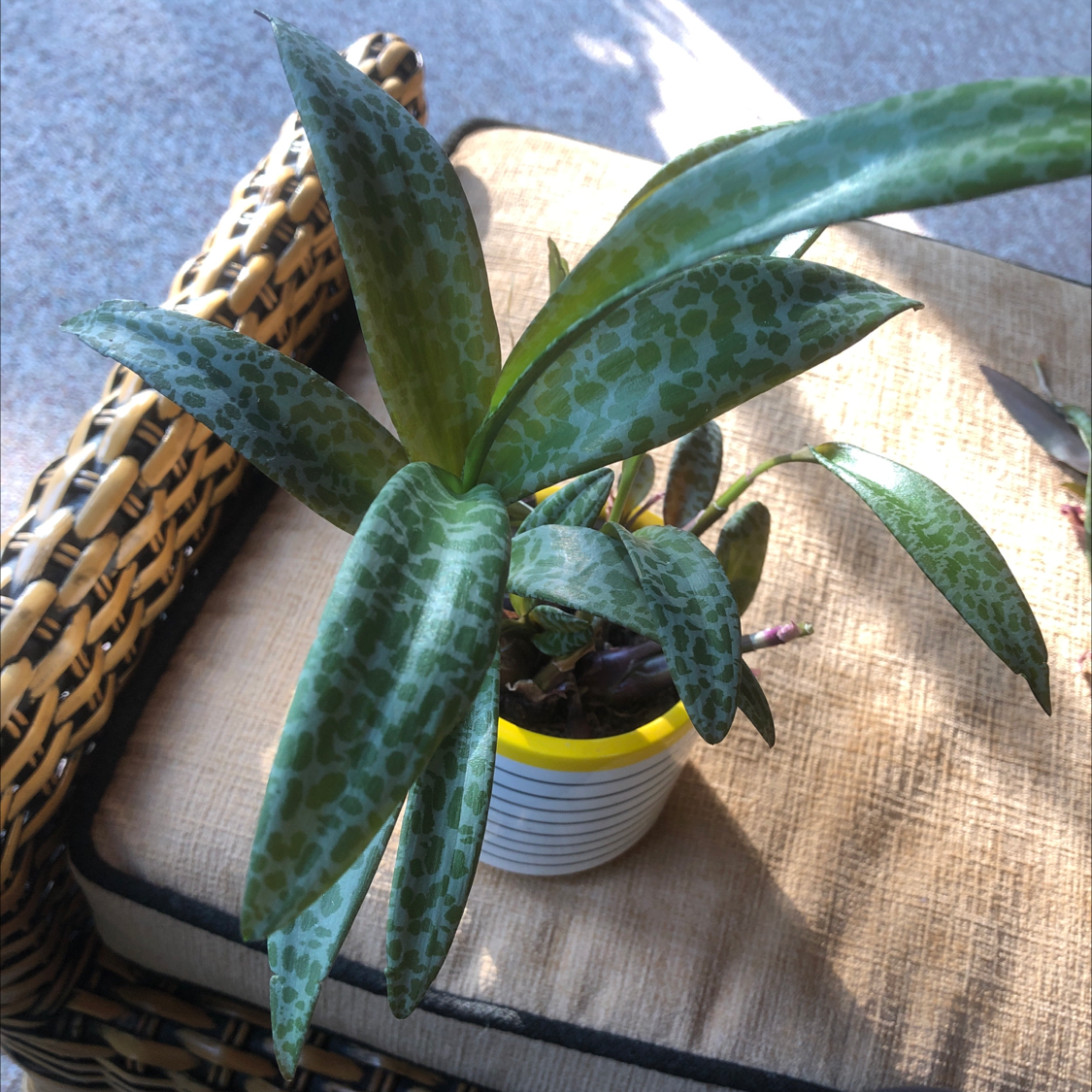 Silver Squill plant in a small pot with healthy, spotted leaves.