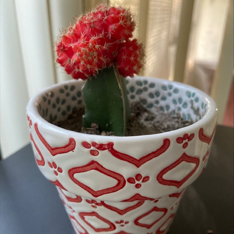 Moon Cactus in a decorative pot with visible soil, well-framed and focused.