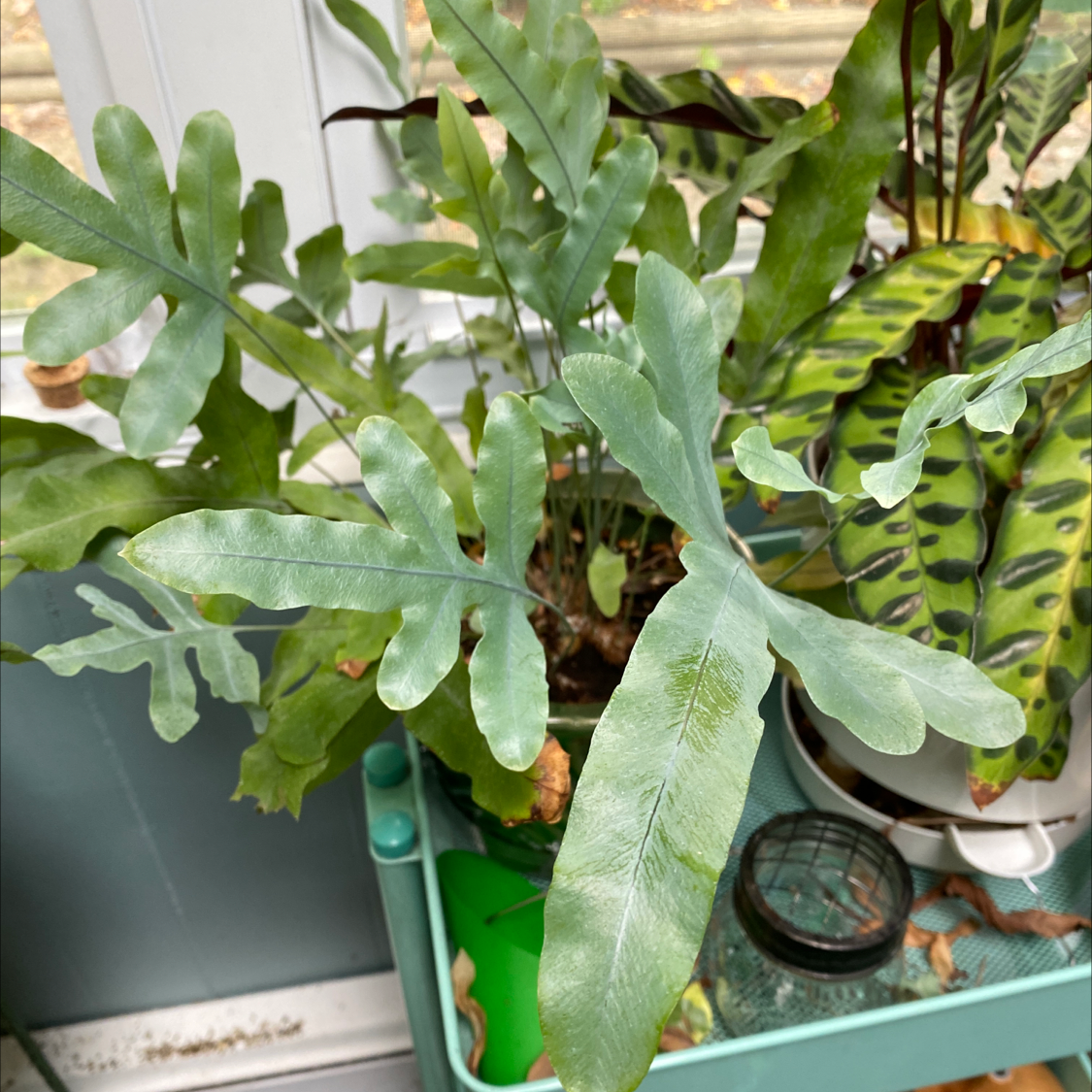 Blue Star Fern with blue-green fronds in a pot on a green cart, another plant in the background.