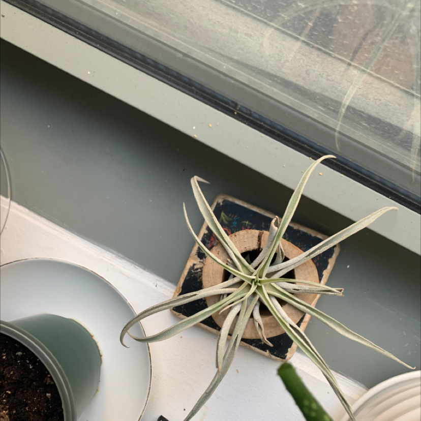 Tillandsia velutina plant on a wooden stand near a window, appears healthy.