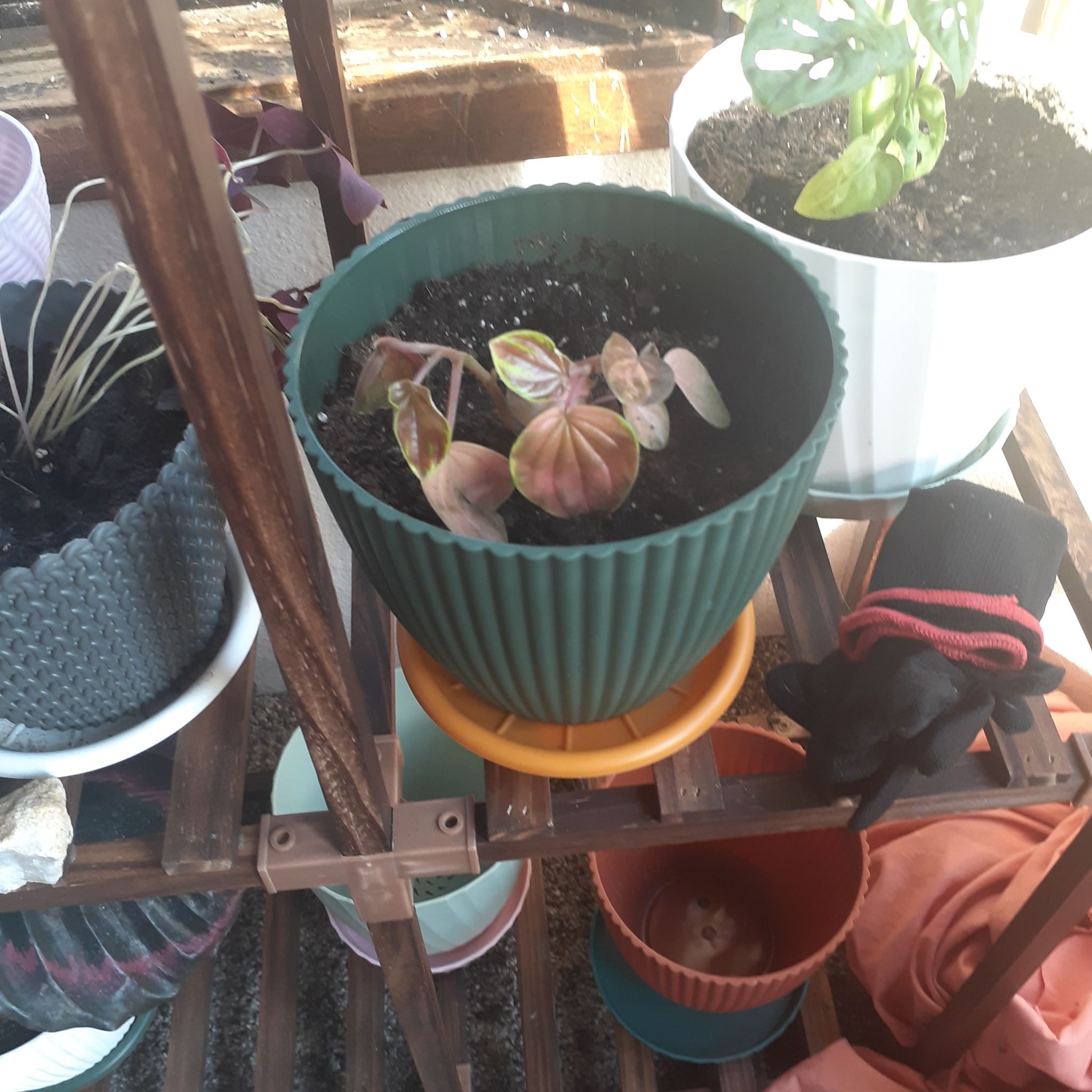 Photo of the plant species Peperomia 'Harmonys Great Pumpkin' by @FamousHawkswing named Walt on Greg, the plant care app