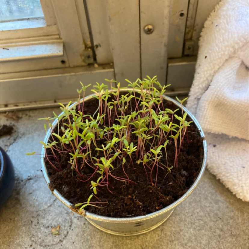 Potted Moss Rose Purslane seedlings growing indoors, with healthy green stems and developing leaves visible in moist soil.