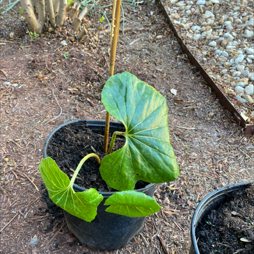 Leopard Plant in a pot with some yellowing and browning leaves, placed on soil.