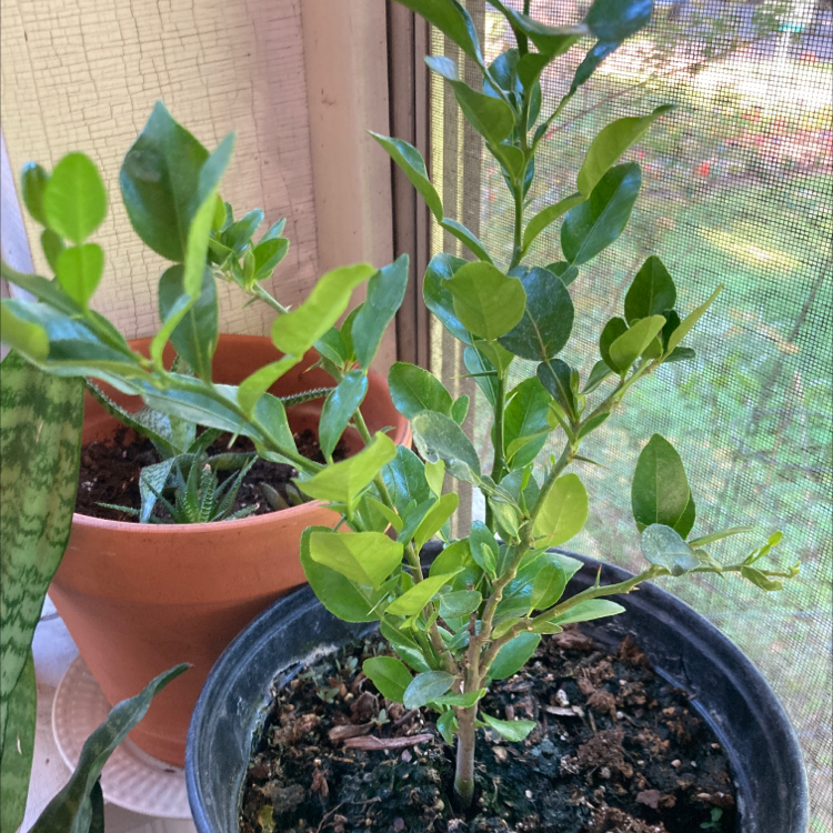 Photo of the plant species Key Lime Tree by @Mellum1833 named Lima on Greg, the plant care app