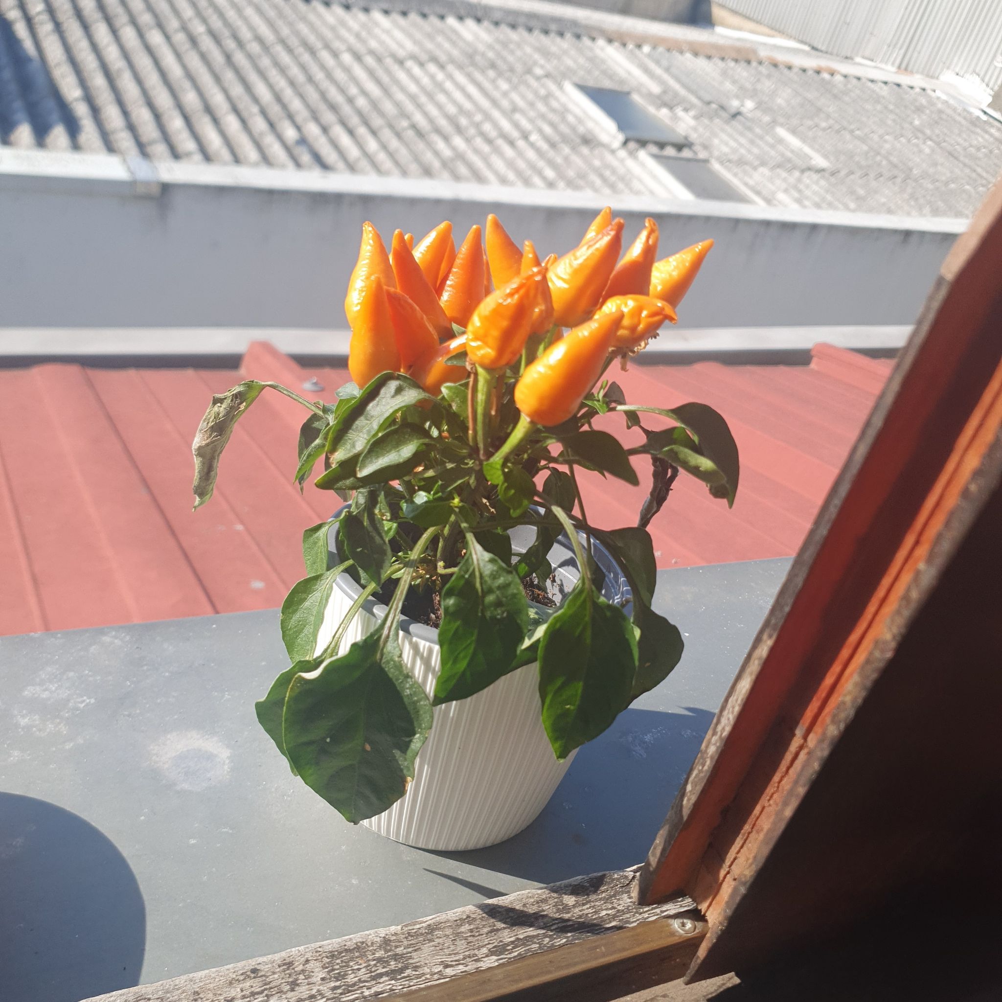 Potted Tabasco Pepper plant with orange peppers and some discolored leaves on a windowsill.