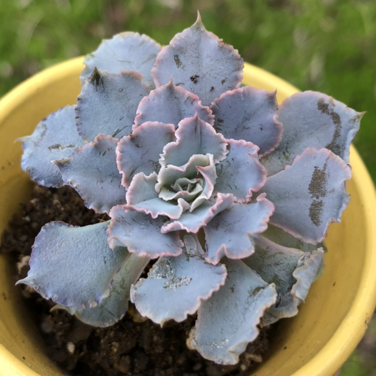 Photo of the plant species Echeveria 'Crinoline Ruffles' by @marreth named Ruffle Echeveria on Greg, the plant care app