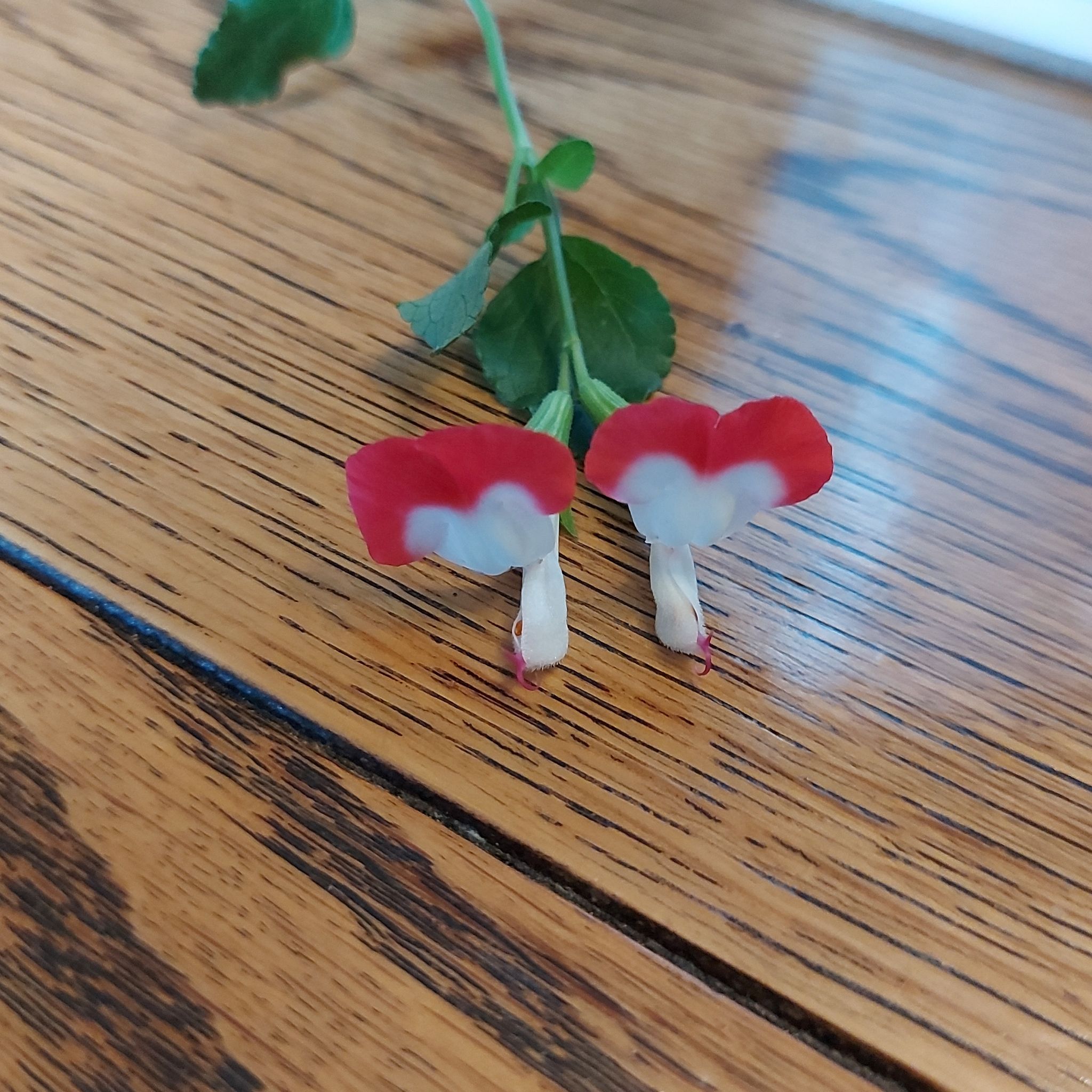 Baby Sage plant with red and white flowers on a wooden surface.