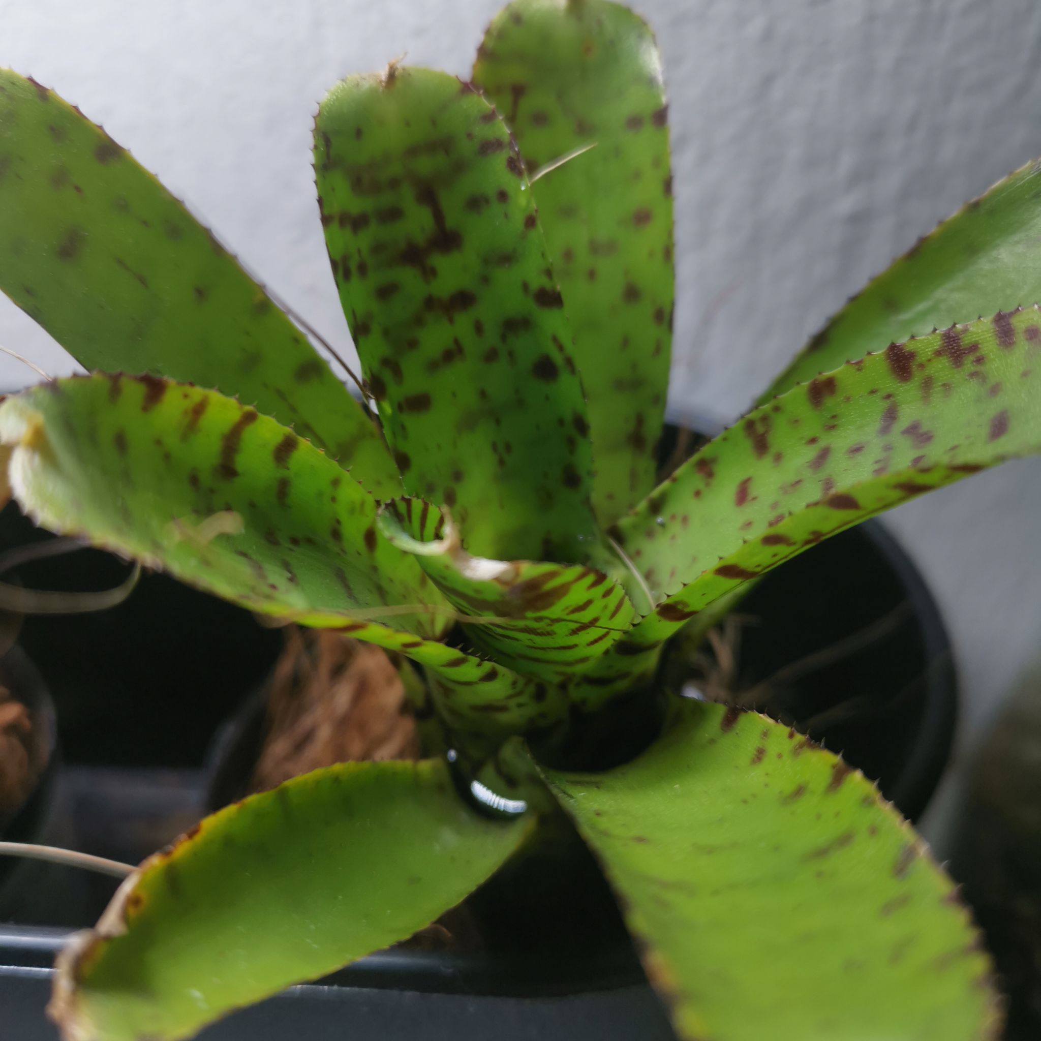 Photo of the plant species Vase Plant by @HandyWhitestar named Neoregelia on Greg, the plant care app