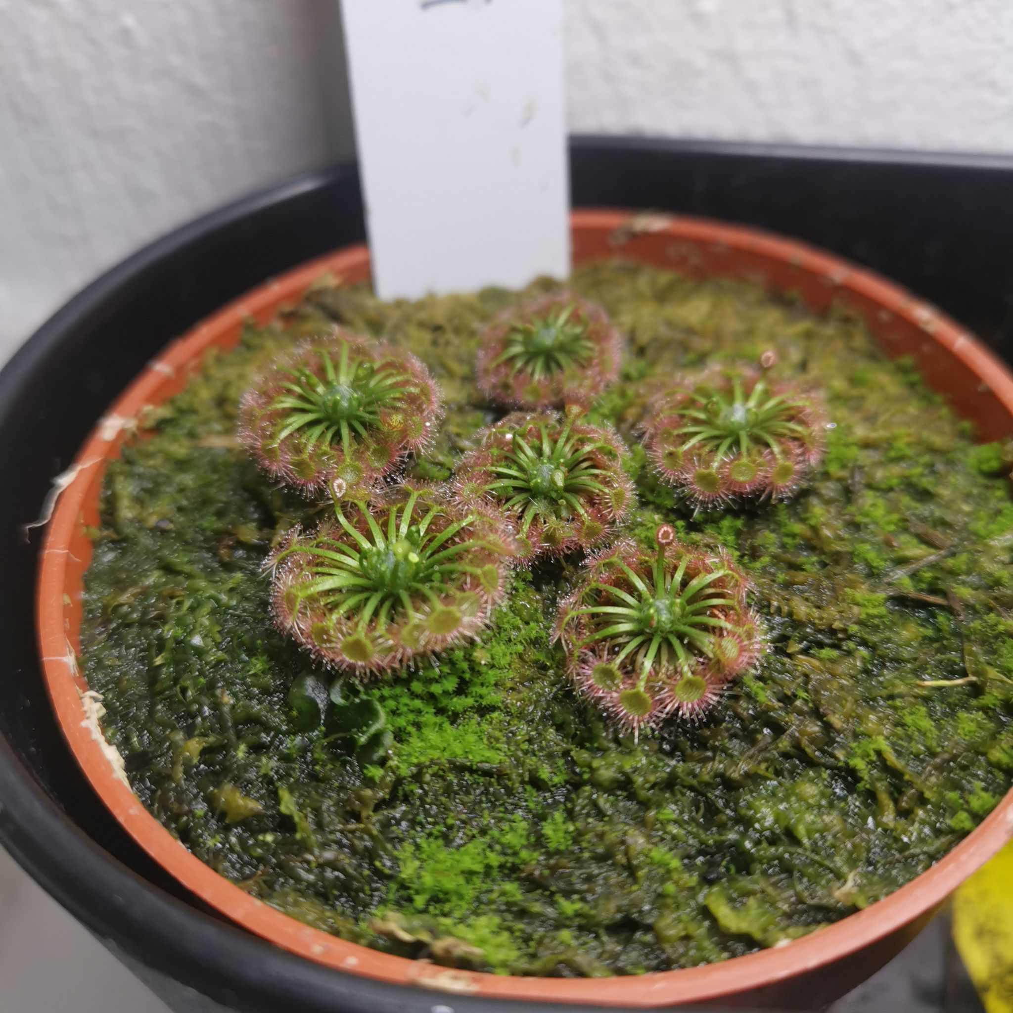 Photo of the plant species Pygmy Sundew by @HandyWhitestar named Drosera Badgerupii on Greg, the plant care app