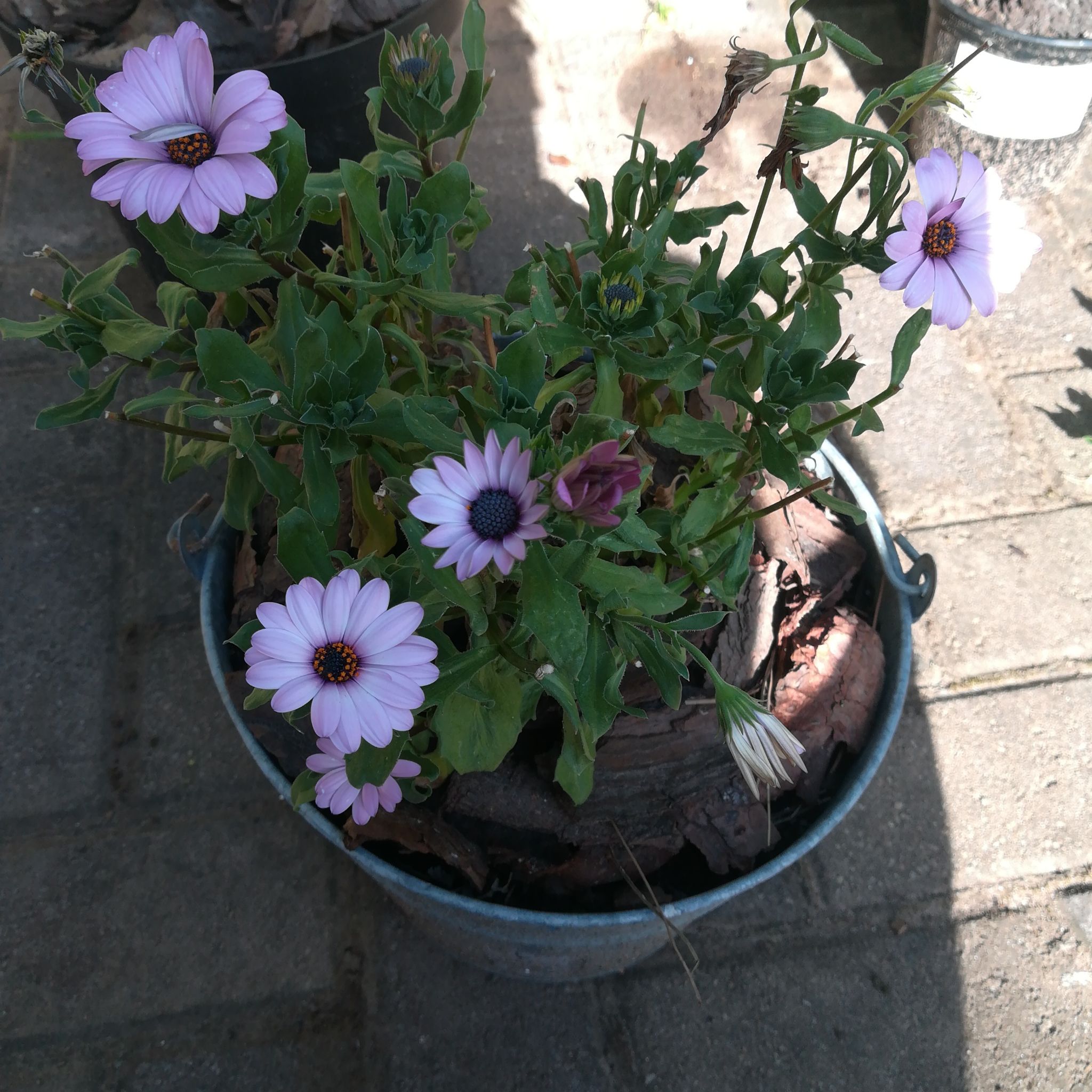 Van Staden's river daisy in a metal pot with light purple flowers and some wilted leaves.