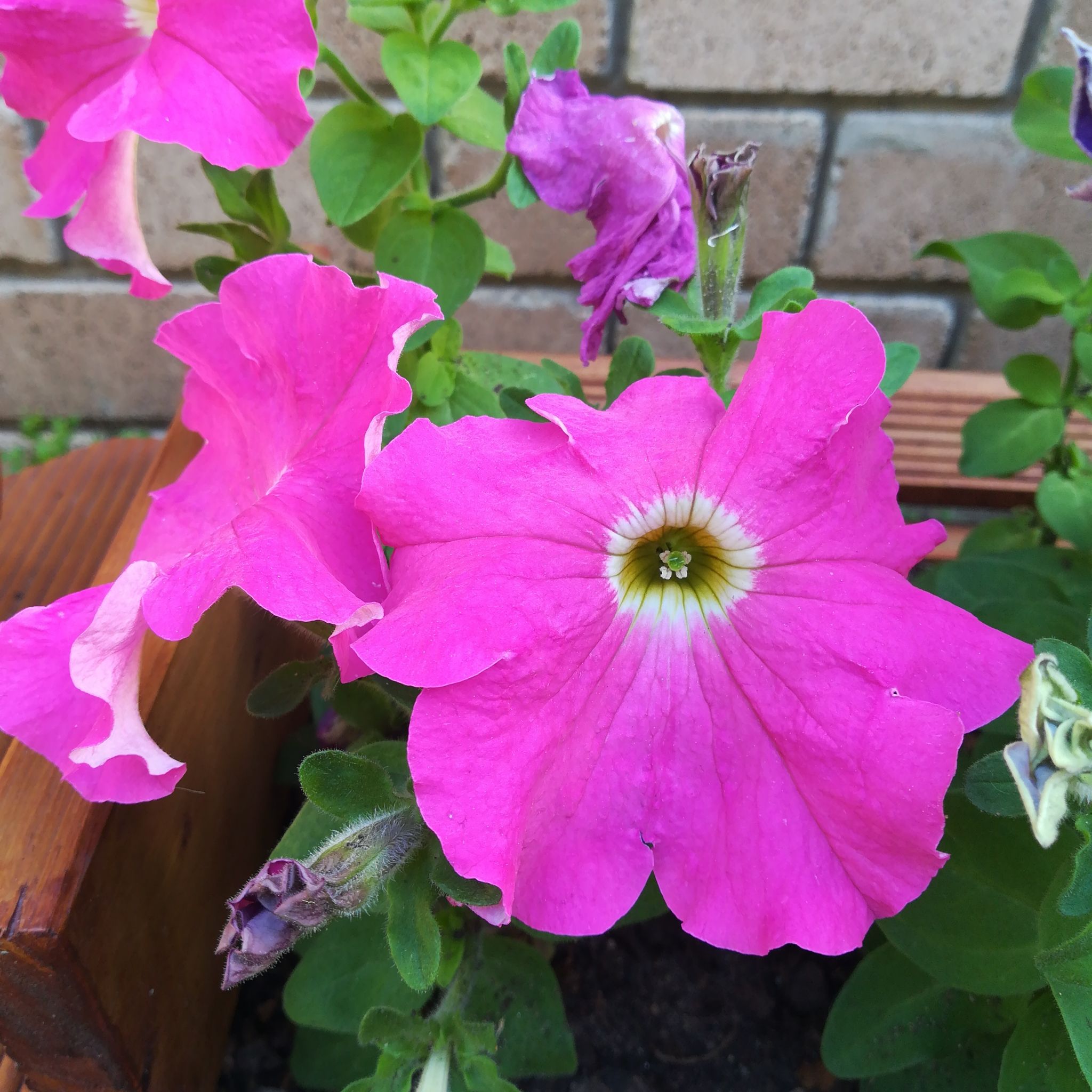 Photo of the plant species Tritunia Red Star Petunia by @ManlySunburst named Mochi on Greg, the plant care app