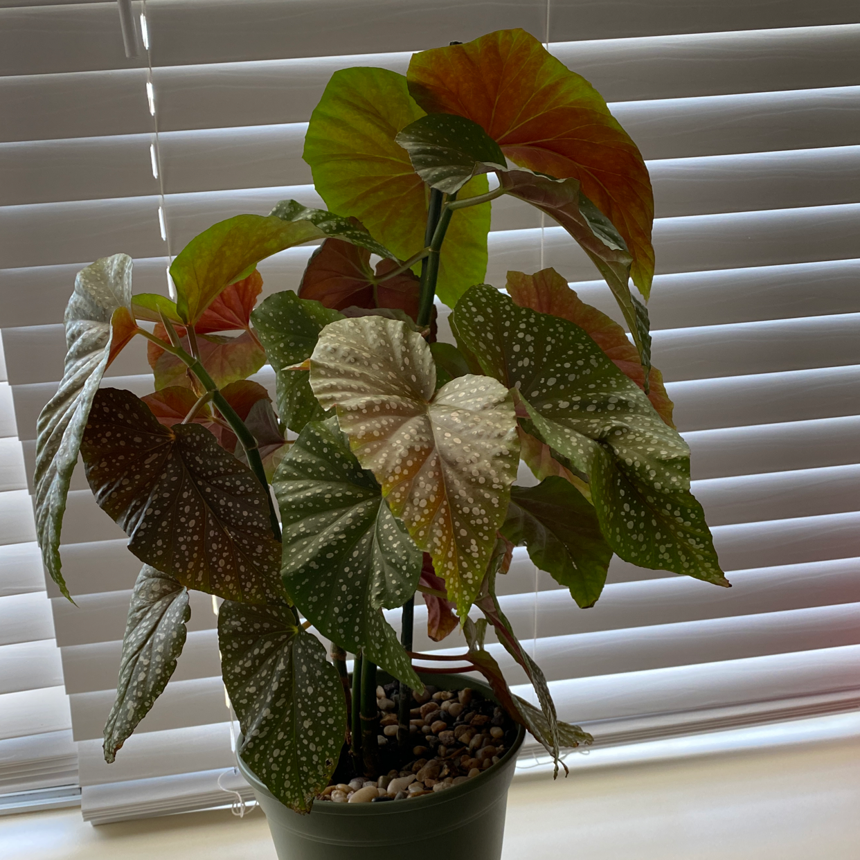 Photo of the plant species Angel Wing Begonia by @ultra.instinct named mai on Greg, the plant care app
