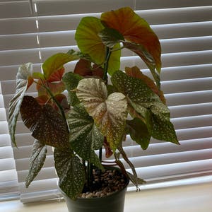 Angel Wing Begonia plant photo by @ultra.instinct named mai on Greg, the plant care app.