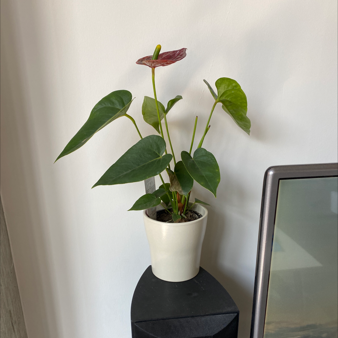 Healthy Painter's Palette plant with glossy green and pink veined leaves and a pink flower, in a white ceramic pot against a white wall.