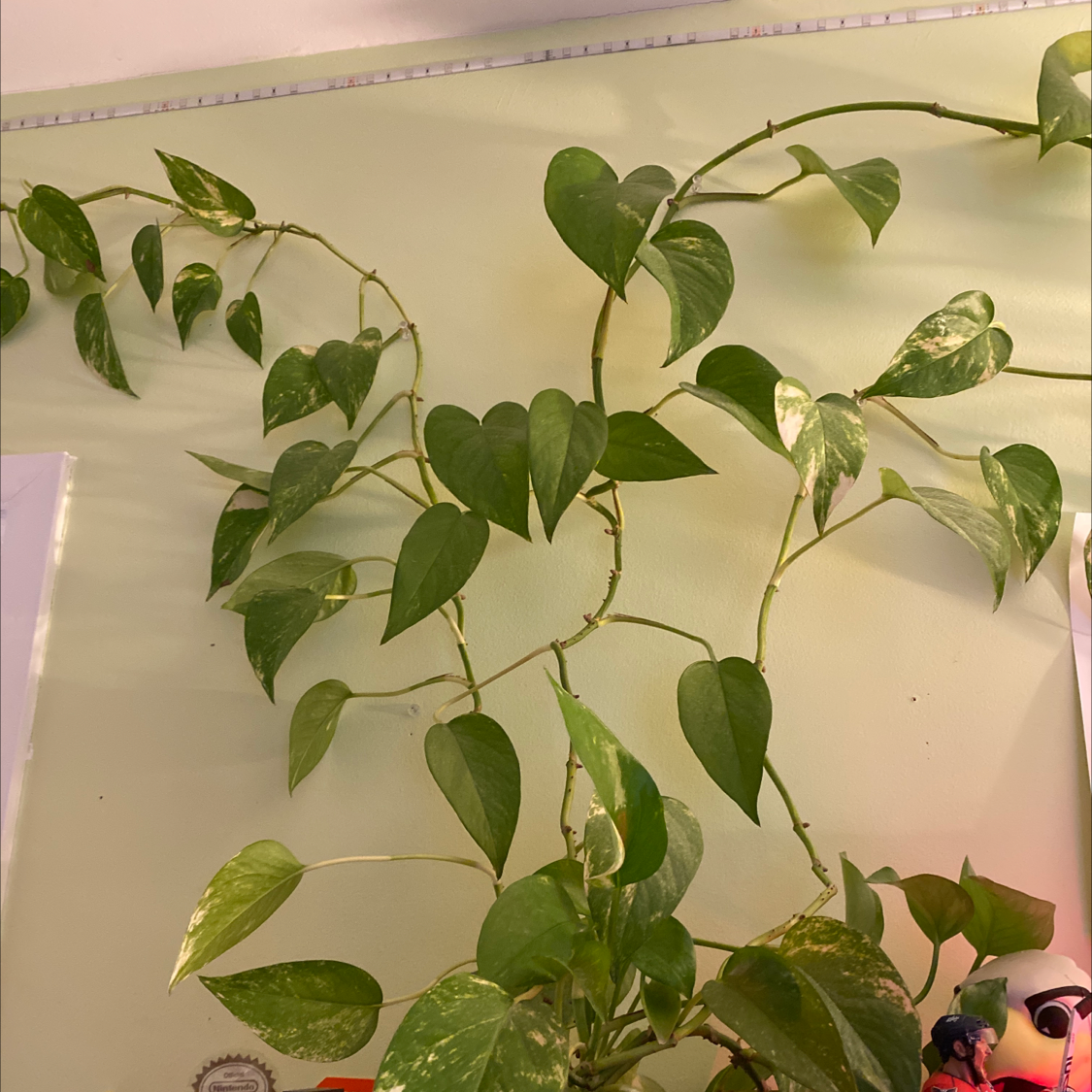 Taro Vine plant photo by @Greg2005 named Golden Zeus on Greg, the plant care app.