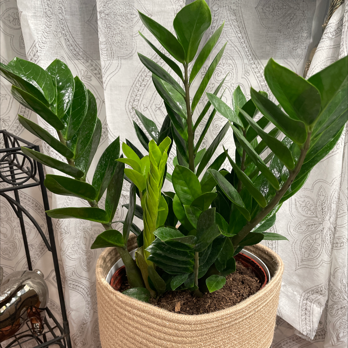 Zamioculcas Zamiifolia plant photo by @Greg2005 named Bruce Lee on Greg, the plant care app.