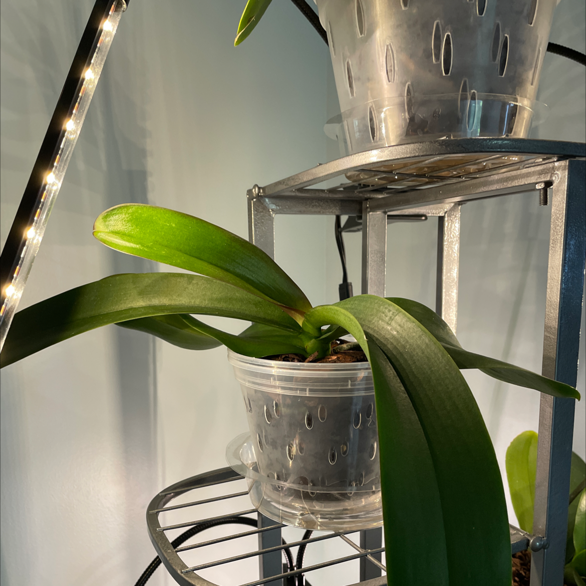 Moon Orchid plant photo by @Greg2005 named Lola on Greg, the plant care app.